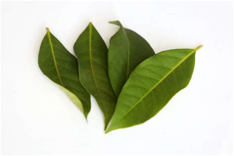 khasiat teh daun salam bikin penyakit kronis  ambrol