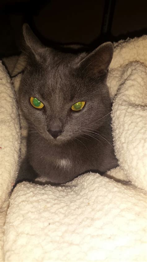 Biluta | Animals, Cats