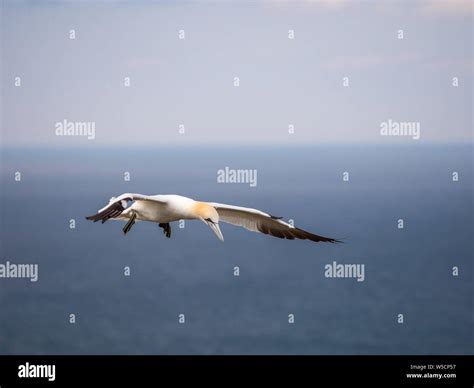 Northern gannet coming into land Stock Photo - Alamy