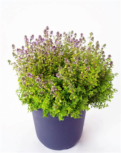 Тимьян лимонный Бертрам Андерсон Thymus citriodorus Bertram Anderson ...