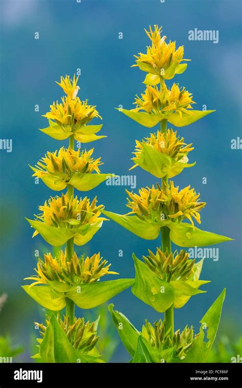 Great Yellow Gentian Gentiana Lutea Col De La Cayolle Ubaye Valley