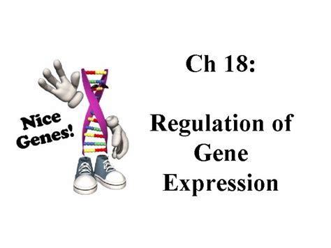 Chapter 18 Ch 18 Regulation Of Gene Expression