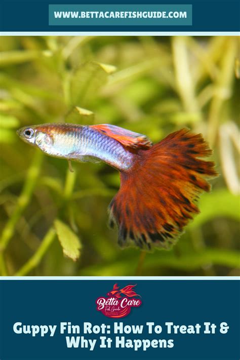 Guppy Fin Rot How To Treat It And Why It Happens