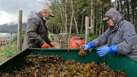 Is Seaweed Good For Soil Enrichment Youtube