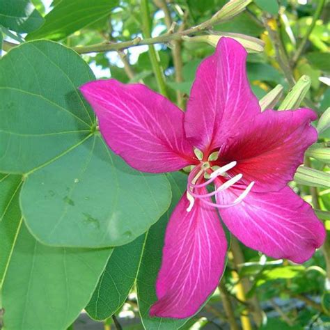 BAUHINIA purpurea - Bauhinia – Australian Seed