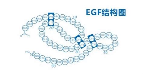 表皮生长因子egf，你了解什么？ 哔哩哔哩