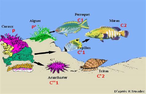 Les Niveaux De Biodiversit Site Des Ressources D Acces Pour