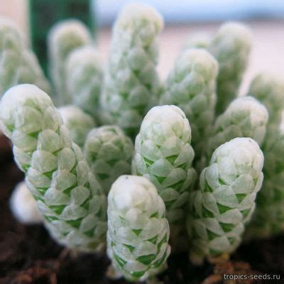 Купить семена кактусов и суккулентов - интернет магазин Tropics Seeds