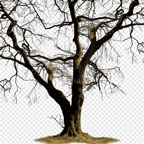 Bare Tree Png