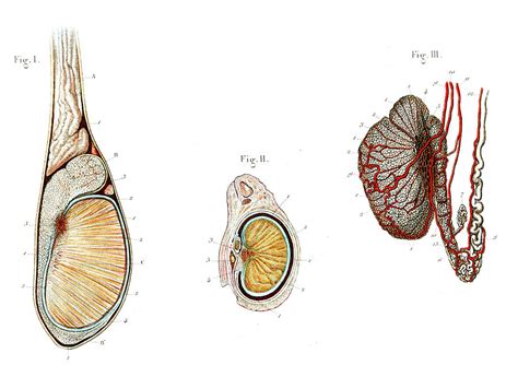 Testicular Anatomy Images