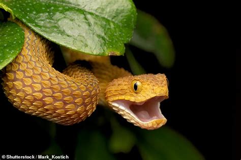 Baby African Bush Viper