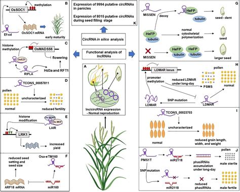 Frontiers Role Of Long Non Coding Rnas In Rice Reproductive Development