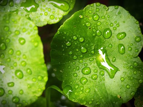 Kostenlose Bild Natur Nass Garten Regen Flüssigkeit Tau grünes