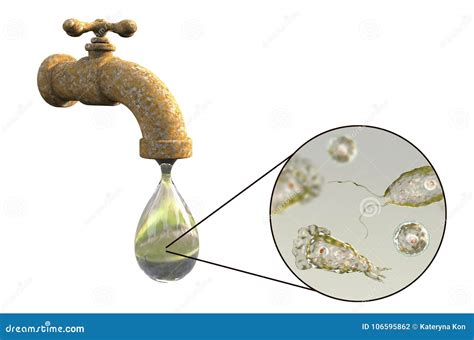 Brain Eating Amoeba Naegleria Fowleri