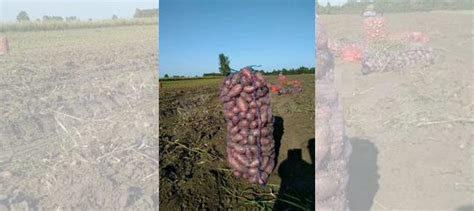 Свежий Картофель с доставкой купить в Барнауле | Товары для дома и дачи ...