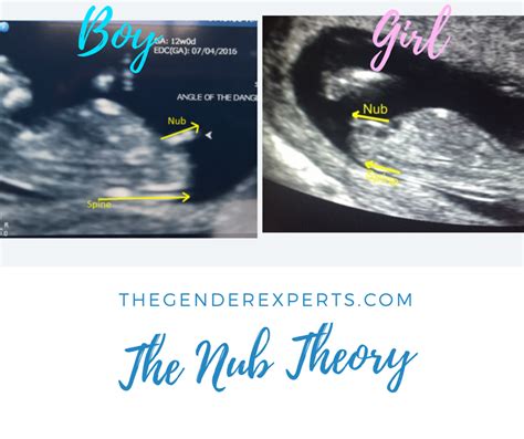 Nub Theory Guide for Gender Prediction 2019 - The Gender Experts 10 ...