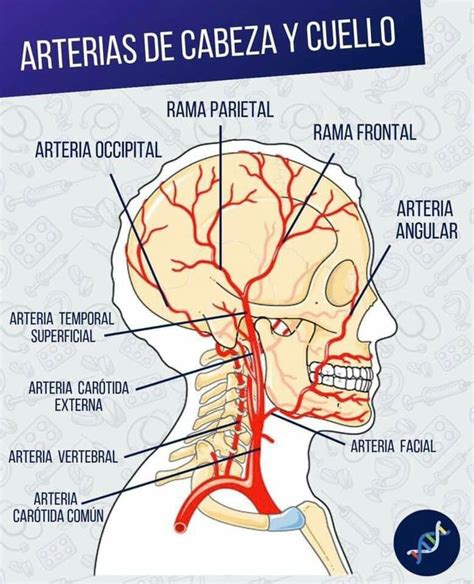 Pinterest Anatomía Médica Anatomía Dental Anatomia Cabeza Y Cuello