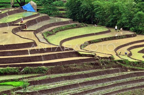 TARGET PRODUKSI BERAS ANTARA Foto