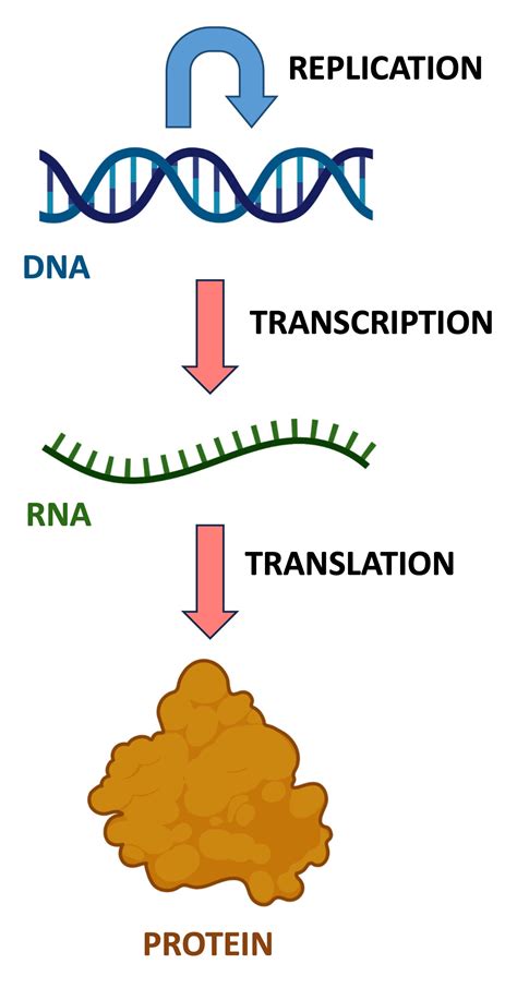 Rna Synthesis