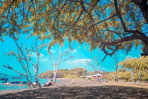 Wisata Pantai Beach Forest Di Situbondo Serasa Di Pulau Bali Pas Buat