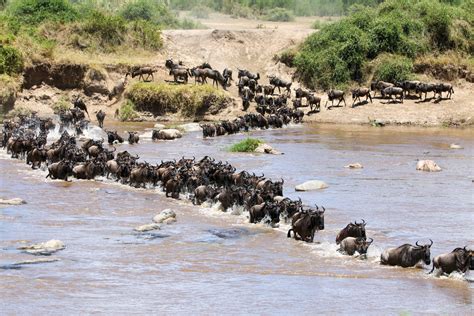 01 Serengeti Migration African Safari | Esere Safaris LTD