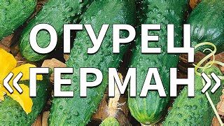 Огурец Герман: отзывы, описание сорта, фото, видео, отзывы ...