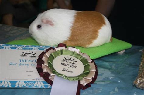 Sunshine Coast Guinea Pig Show