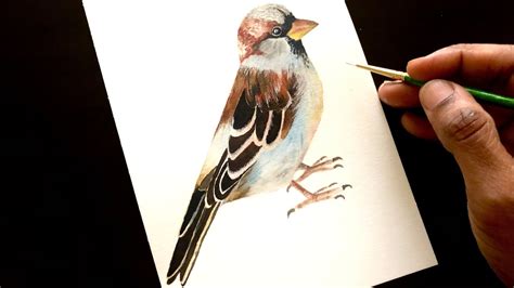 How To Paint Realistic Sparrow Easy Step By Step Detailed Watercolor