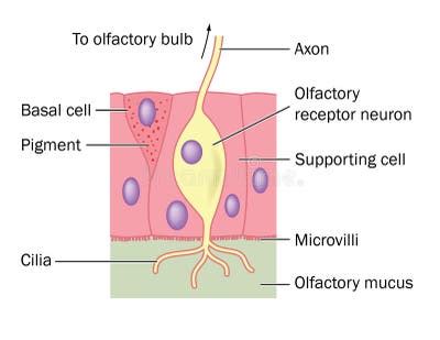 Olfactory Sense Stock Illustrations – 775 Olfactory Sense Stock ... 