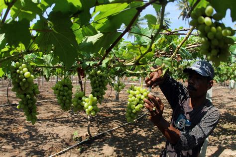 Sensasi Memetik Anggur Di Kebun Anggur Desa Padang Kamburi Luwu