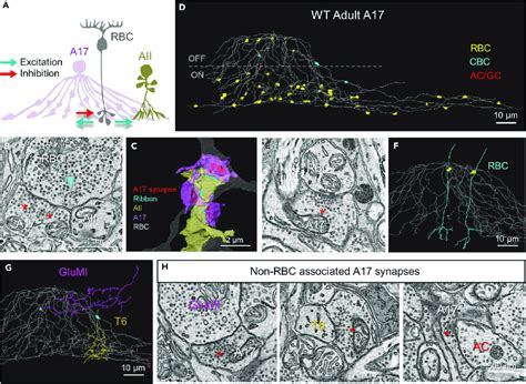 Wild Type Adult A17 Amacrine Cells Predominantly Synapse With Rod Download Scientific Diagram