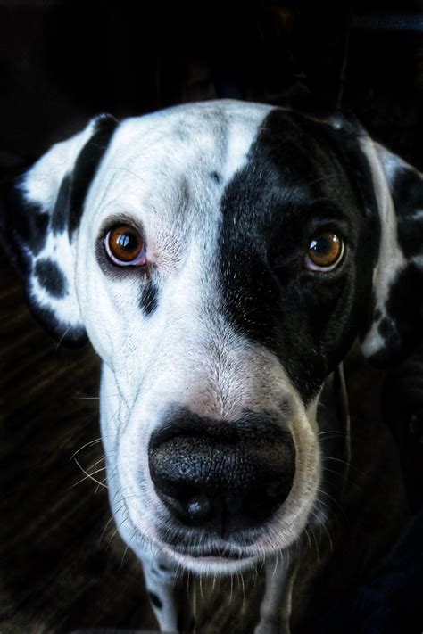 Pet Genius Aiding In The Assessment Of Bloodshot Eyes In Dogs — Pet Genius