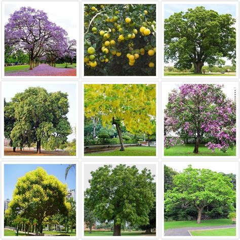 Buy Pack of 75 Native Tree Seeds of India online from Nurserylive at ...