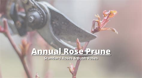 Annual Rose Prune Grajean S Gardening Services