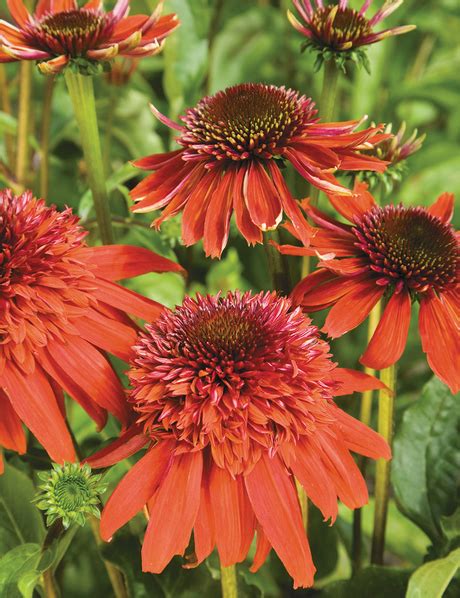 Echinacea Tesselaar