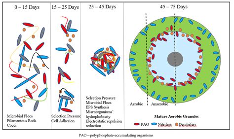 Aerobic Granular Sludge Encyclopedia Mdpi