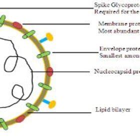 Structure of Coronavirus [12] | Download Scientific Diagram