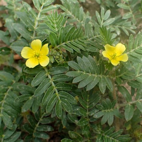 Tribulus Terrestris Gokshura Horny Goat Weed Intelezi Herbs
