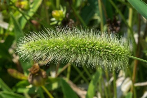 Stoklasa (Hordeum murinum)