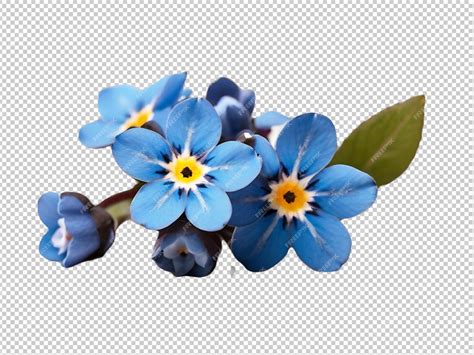 forget me nots flower 1