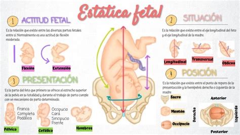 Estática Fetal