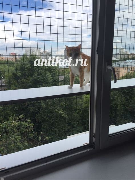балконы для кошек на окно