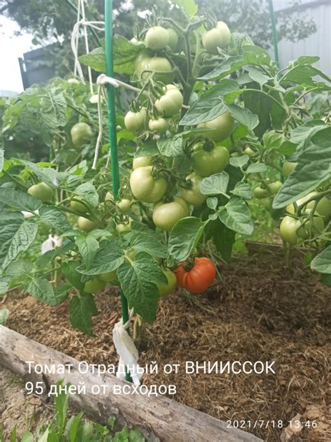 Томат Отрадный: ОТЗЫВЫ (8), фото, урожайность | tomatland.ru