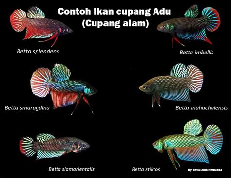 Mengenal Budidaya Ikan Cupang Betta Sp