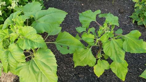 Sunflower Seedling Identification