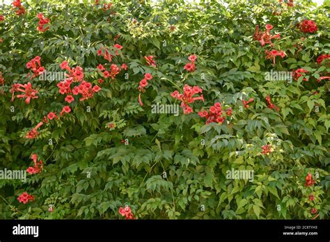 Beautiful Red Flowers Of The Trumpet Vine Or Trumpet Creeper Campsis