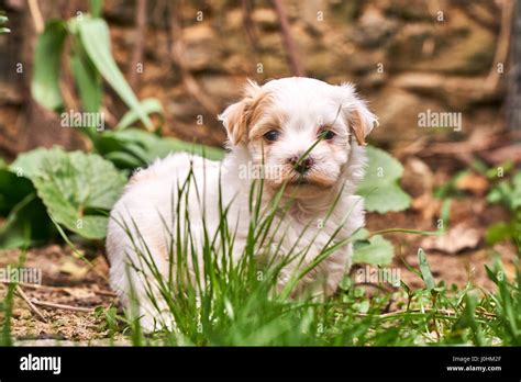 White Havanese Puppy Looking Shy Into The Camera Stock Photo Alamy