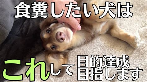 【凄すぎ！】毎日飼い主の目を盗んで食 しようとする愛犬と阻止しようとする飼い主。るぱんがどんどん悪知恵が働くようになってます。《ミニチュア