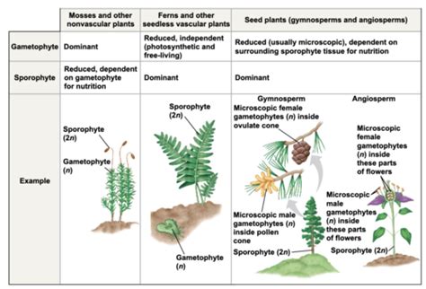 Bio Plant Diversity Ii The Evolution Of Seed Plants Flashcards Quizlet