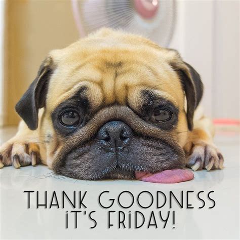 Have A Good Weekend Ahead Everyone Dog Parents Pug Puppies Dog